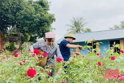 Biến hoa hồng thành mỹ phẩm