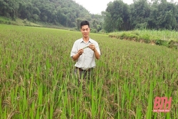 Toàn tỉnh phát triển được khoảng 5.000 ha lúa nếp đặc sản