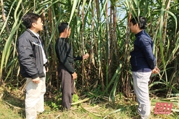 Hơn 120 ha mía bị nhiễm sâu đục thân