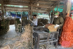 Quan Sơn phát triển kinh tế lâm nghiệp gắn với chế biến