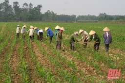 Tích cực chăm sóc cây trồng vụ đông