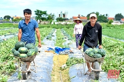 Khôi phục thương hiệu “Dưa hấu Mai An Tiêm”