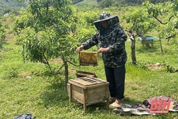 Chương trình OCOP - Động lực nâng tầm thương hiệu các sản phẩm thế mạnh (Bài 1): “Làn gió mới” trong phát triển kinh tế nông nghiệp nông thôn