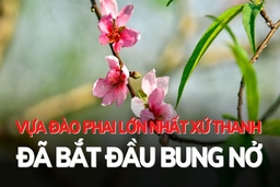 Vùng đào phai lớn nhất xứ Thanh đã bắt đầu bung nở