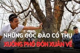 Những gốc đào cổ thụ xuống phố đón Xuân về