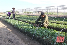 Vùng chuyên canh giống rau siêu lợi nhuận