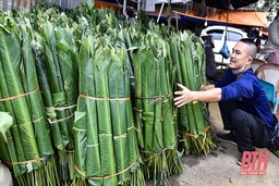Thị trường lá dong rừng bắt đầu nhộn nhịp