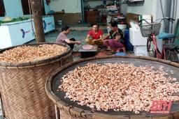 Tôm nõn khô - món quà của biển