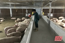 Yên Định phát triển trang trại chăn nuôi gắn với bảo đảm vệ sinh môi trường
