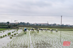 Nông dân Thiệu Hóa khẩn trương xuống đồng gieo cấy sau Tết Nguyên đán