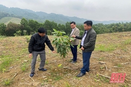 Bước đầu phát triển sản xuất nông nghiệp quy mô lớn tại xã Trí Nang