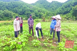 Hiệu quả công tác giảm nghèo ở huyện Quan Hóa
