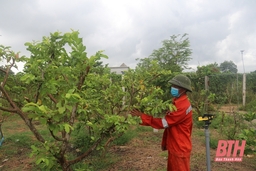 “Nhìn lại 2 năm thực hiện Chương trình Xây dựng Nông thôn mới” (Bài 7): Khơi dậy tiềm năng quỹ đất vườn nhờ tiêu chí sản xuất