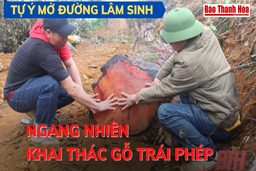 [Video] Tự ý mở đường lâm sinh, ngang nhiên khai thác gỗ trái phép