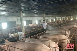 Giá lợn hơi giảm, người chăn nuôi gặp khó