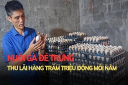 Nuôi gà đẻ trứng thu lãi hàng trăm triệu đồng mỗi năm