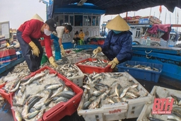 Hướng đến phát triển nghề cá có trách nhiệm