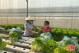 Nâng cao vai trò của HTX trong liên kết bao tiêu sản phẩm