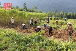 Bá Thước đẩy mạnh phát triển nông nghiệp gắn với xây dựng nông thôn mới