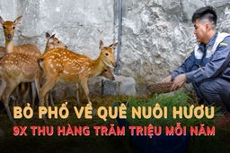 Bỏ phố về quê nuôi hươu, 9x thu hàng trăm triệu đồng mỗi năm