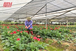 Đưa nghề trồng hoa “bén duyên” trên đất Đông Lĩnh