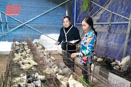 Đa dạng các mô hình kinh tế nông nghiệp ở xã Quang Trung
