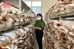 Đẩy mạnh sản xuất, tiêu thụ các sản phẩm từ nấm trên địa bàn TP Thanh Hóa