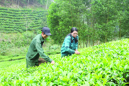 Khuyến khích các HTX tham gia Chương trình OCOP