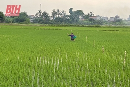 Tập trung chăm sóc lúa vụ thu mùa