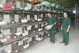 Cựu chiến binh làm giàu từ nuôi chim bồ câu