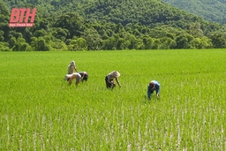 Hiệu quả đầu tư hệ thống thủy lợi ở miền núi