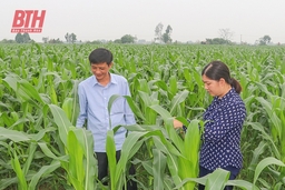 Tập trung chăm sóc, bảo vệ cây trồng vụ thu mùa