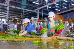 Khoảng 11 tỷ mở rộng kho bảo quản, xưởng sơ chế đóng gói nông sản Xuân Minh