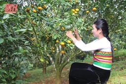 Lạc bước ở Son - Bá – Mười