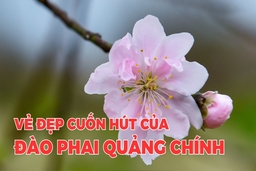 Vẻ đẹp cuốn hút của đào phai Quảng Chính