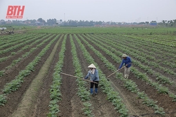 Hiệu quả từ sản xuất khoai tây vụ đông