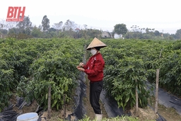 Ứng dụng chế phẩm sinh học trong sản xuất nông nghiệp