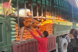 Mường Lát khẩn trương cấp phát gạo cho người trồng rừng