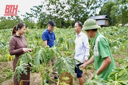 Mô hình trồng đu đủ lấy hoa cho hiệu quả kinh tế cao