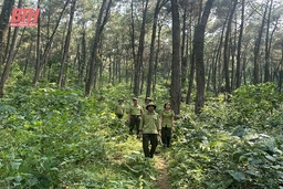 Thạch Thành chủ động bảo vệ rừng mùa nắng nóng
