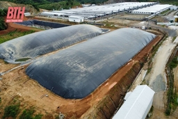 Yêu cầu trang trại chăn nuôi lợn tại xã Tân Phúc không tái đàn nhằm khắc phục triệt để môi trường