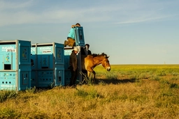 Ngựa hoang trở lại thảo nguyên Kazakhstan sau 200 năm vắng bóng