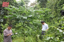 Bảo vệ, khôi phục và phát triển rừng lim xanh