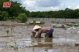 Mưu sinh dưới tán rừng ngập mặn