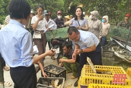 Liên minh HTX tỉnh hỗ trợ con giống và vật tư chăn nuôi gà ri cho người dân xã Xuân Lộc