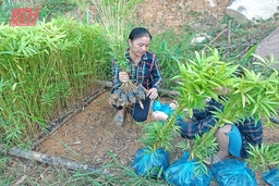 Quan Sơn thâm canh, phục tráng, khai thác bền vững rừng luồng