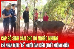 Điểm nóng sáng 31/8: Cấp bò sinh sản nhưng chỉ nhận được bê, người dân kiên quyết không nhận