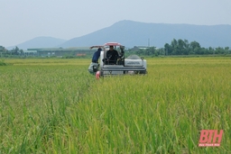 Các địa phương chủ động “Gặt lúa chạy bão”