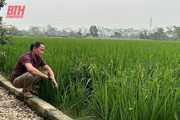 Những cánh đồng lúa - cá trên vùng đất chiêm trũng