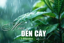 [E-Magazine] – Mưa đền cây